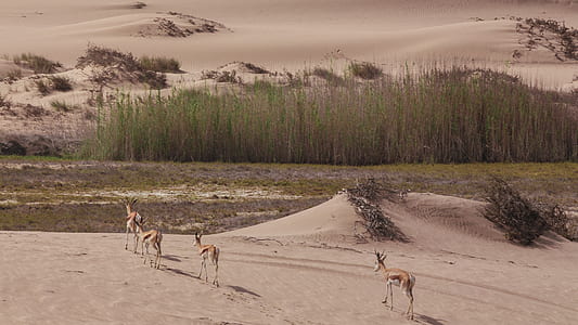 landscape, grass, deer, animal, wild thumbnail