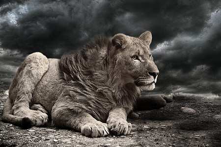 closeup photo of liger with black clouds background thumbnail