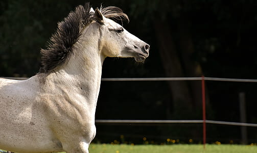 tilt lens photography white and black horse during daytime thumbnail