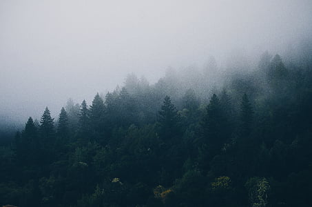 green leaf trees under foggy weather thumbnail