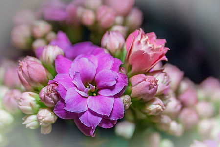 pink and purple flowers in tilt shift lens photography thumbnail