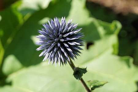 nature, summer, purple, garden thumbnail