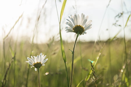 white daisy flowers thumbnail