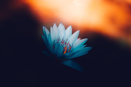 close up photo of blue water lily flower about to bloom thumbnail