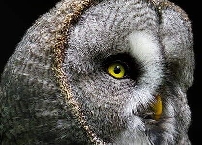 shallow focus photography of grey owl face thumbnail