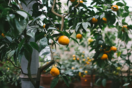 orange fruit tree thumbnail