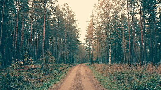 straight road beside forest thumbnail