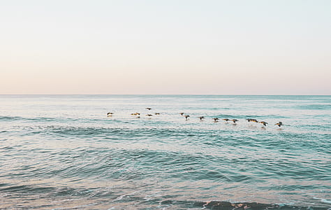 flock of bird in flight thumbnail