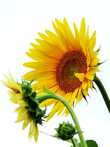 yellow sunflower thumbnail