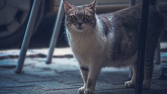 Cat thumbnail