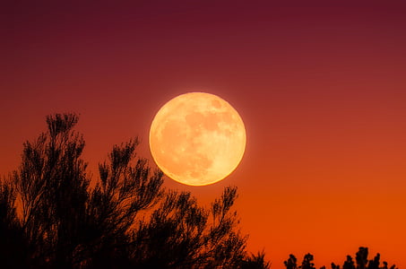 full moon and silhouette of trees thumbnail