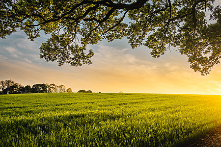 green grass field during sunset thumbnail