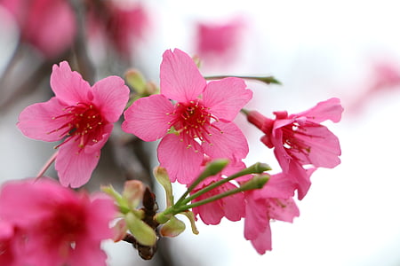 selective focus photography of pink petaled flowers thumbnail