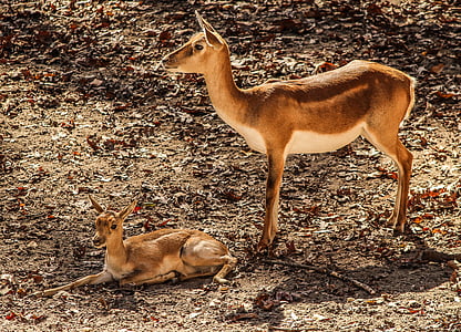 two brown reindeers thumbnail