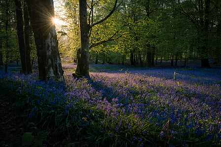 purple lavender flower field with trees at sunset thumbnail