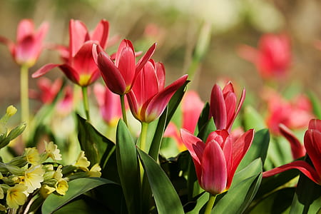 red tulips thumbnail