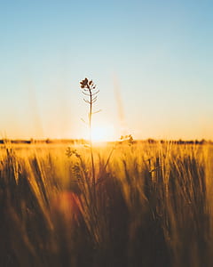 yellow flowers selective focus photography at sunset thumbnail