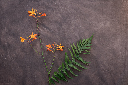 orange flower plant on top of gray surface thumbnail