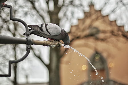 A Close Up Photograph of a Grey and Black Bird Drinking a Water thumbnail