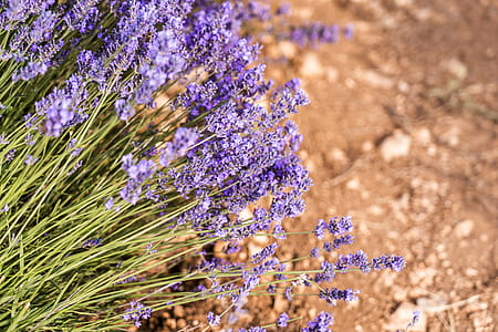 Cluster of Purple Flowers thumbnail
