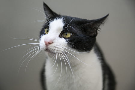selective focus photo of white and black cat thumbnail