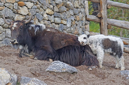white and black sheep thumbnail