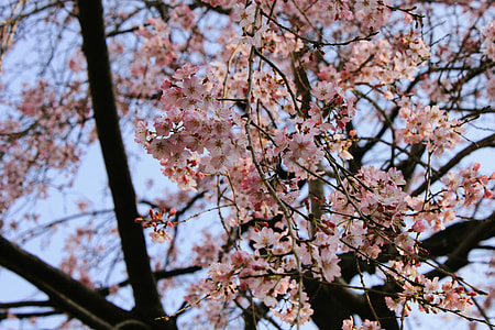 Cherry blossom branch thumbnail