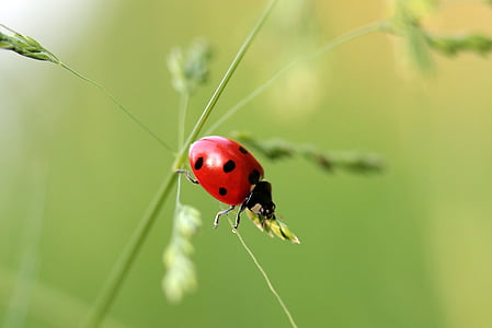 macro shot photography of lady bug thumbnail