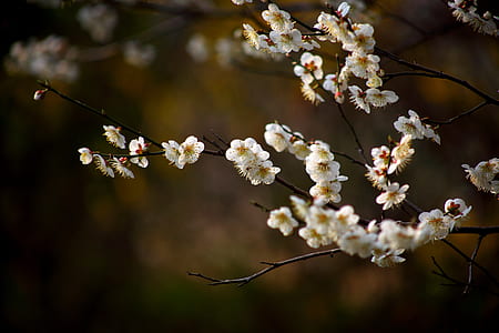 focus photography of white petaled flowers thumbnail