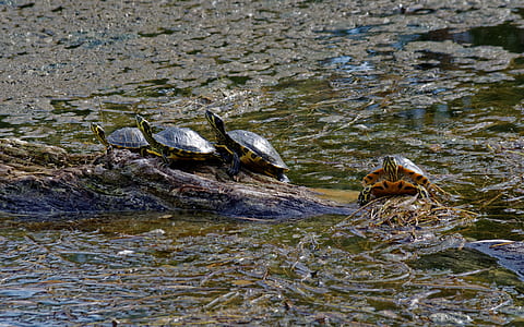Turtles on Brown Rock Near Body of Water thumbnail