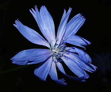 blue calendula flower thumbnail