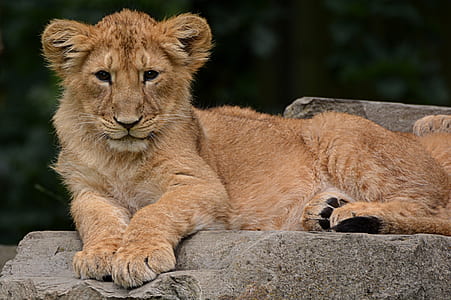 lioness lying on grey rock at daytime thumbnail