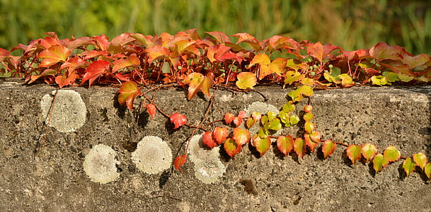 green leafed vines outdoors thumbnail