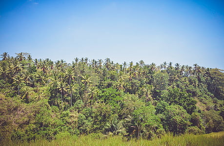 forest and grass field under blue sky during daytime thumbnail