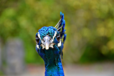 closeup photo of blue peacock during daytime thumbnail