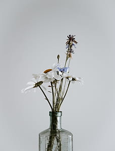 white petaled flower thumbnail