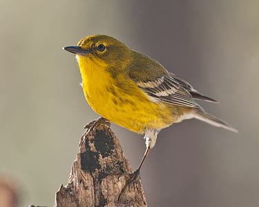 selective focus photograph of green bird thumbnail