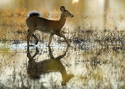 brown deer thumbnail