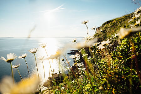 coast, sun flare, daisy, flowers thumbnail