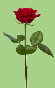 photo of single stem red rose thumbnail