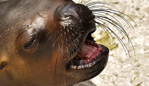 close-up photography of gray sea lion thumbnail