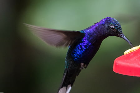 closeup photography of purple hummingbird collecting nectar from flower thumbnail