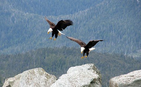 two bald eagles in mid-air during daytime thumbnail