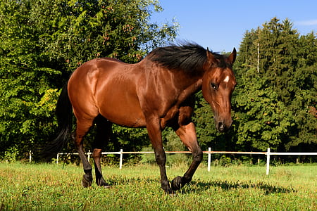 brown horse surrounded trees thumbnail
