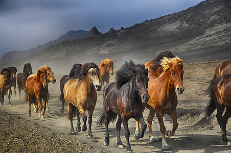 assorted horses near rocky mountain during daytime thumbnail