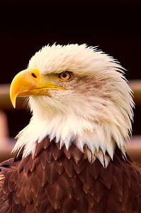 bald eagle close-up photography thumbnail