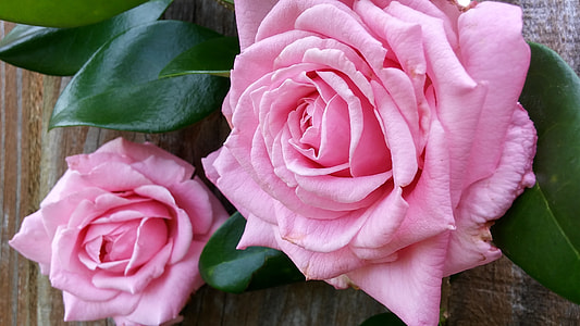 two pink roses close-up photography thumbnail