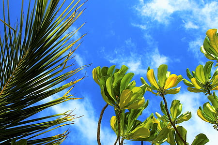 palm leaf and green leafed plant thumbnail
