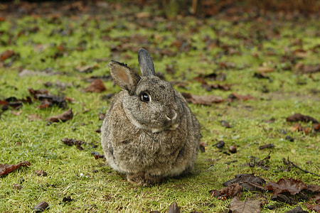 close-up photography of brown rabbit on green grass field at daytime thumbnail