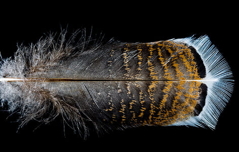 black and brown feather in black background thumbnail